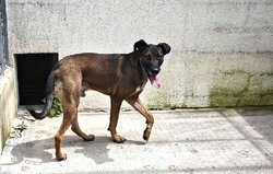 Photo X MALINOIS